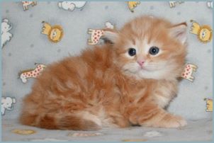 Male Siberian Kitten from Deedlebug Siberians